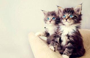 娱乐吃瓜酱猫条,揭秘娱乐圈那些不为人知的幕后故事